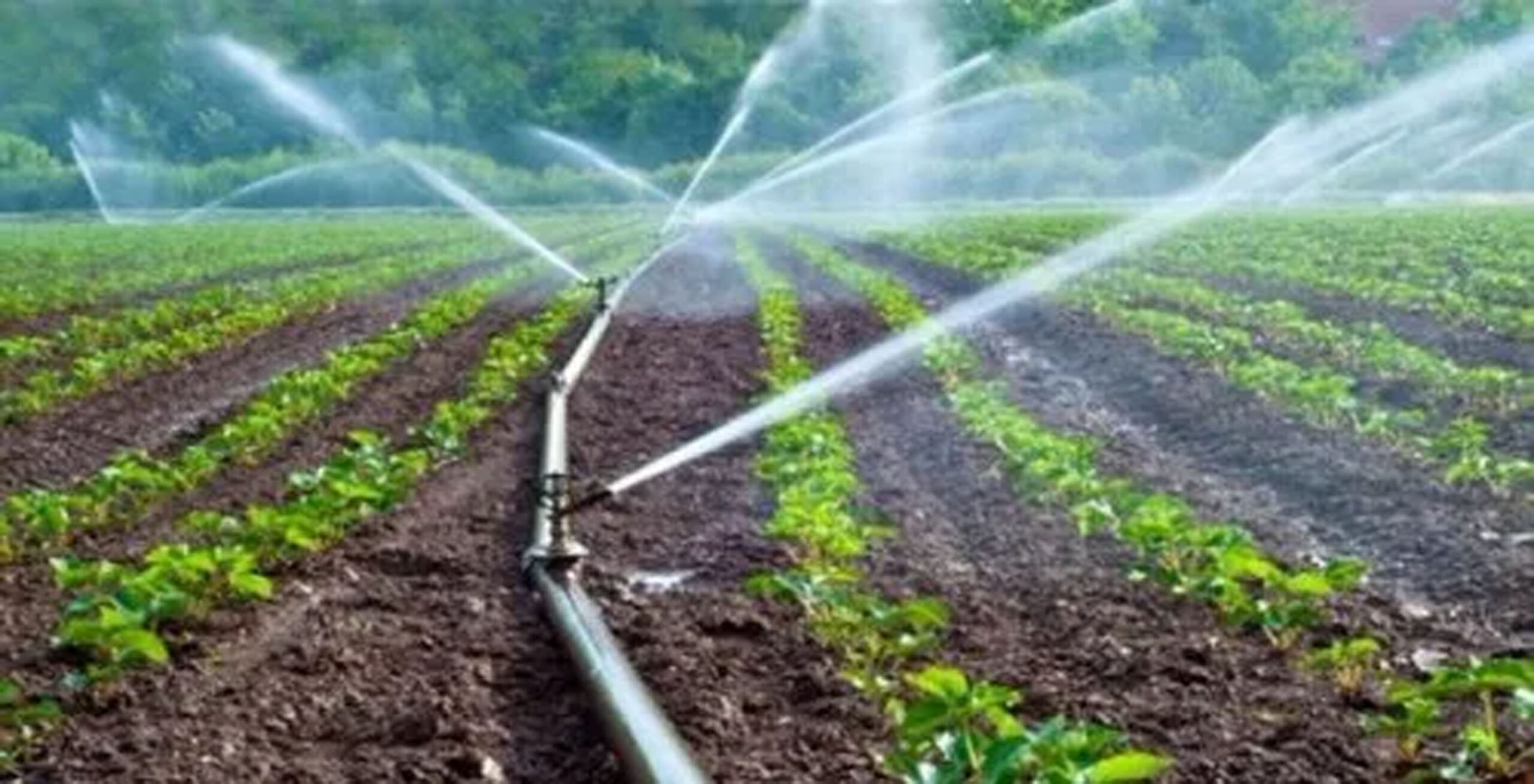 drip sprinkler