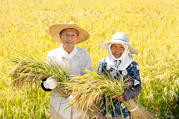 rice reaping
