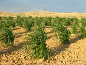 dry farming