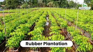 plantation agriculture